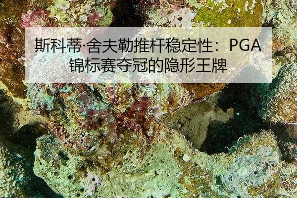si-ke-di-she-fu-lei-tui-gan-wen-ding-xing-jin-biao-sai-duo-guan-de-yin-xing-wang-pai-2-930.jpg